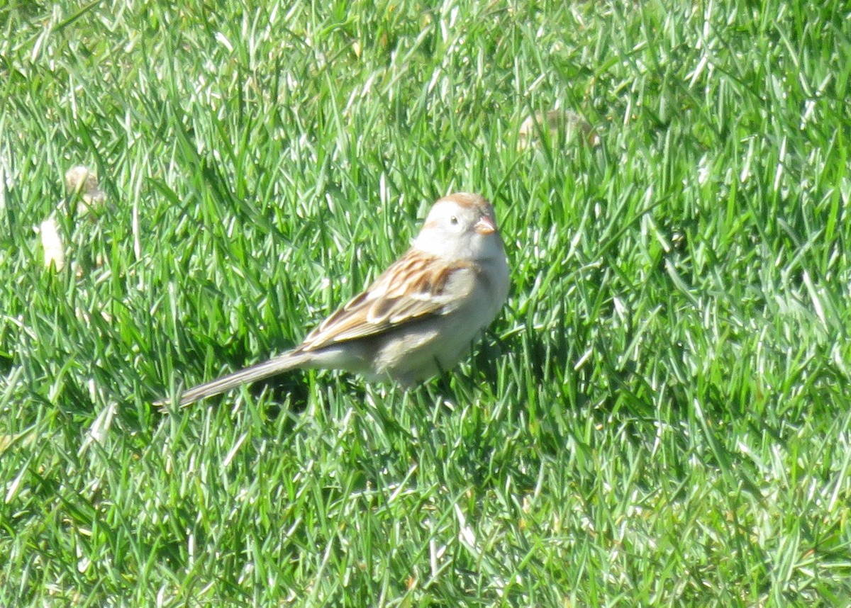 Field Sparrow - ML617943104