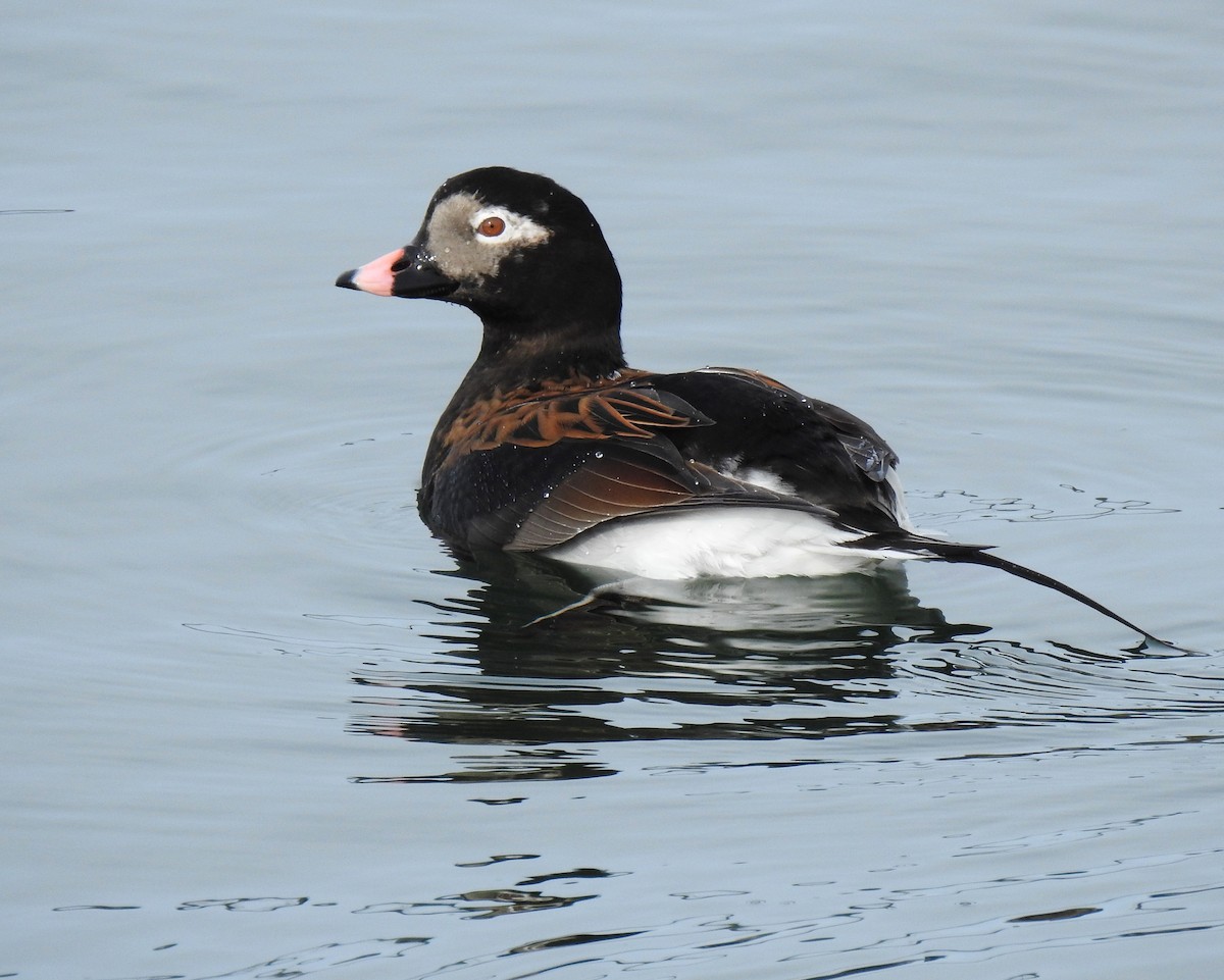Long-tailed Duck - ML617943112