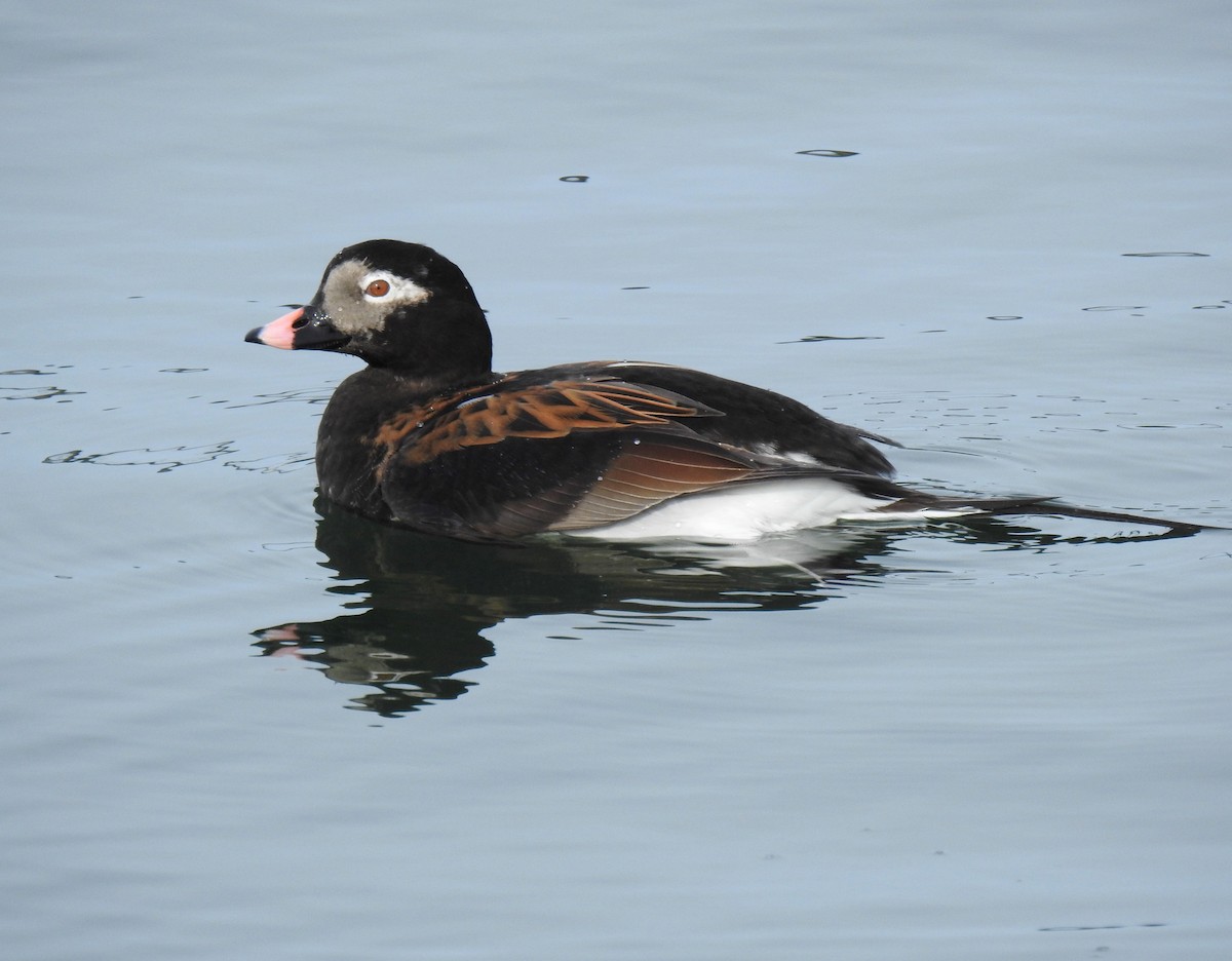 Long-tailed Duck - ML617943113