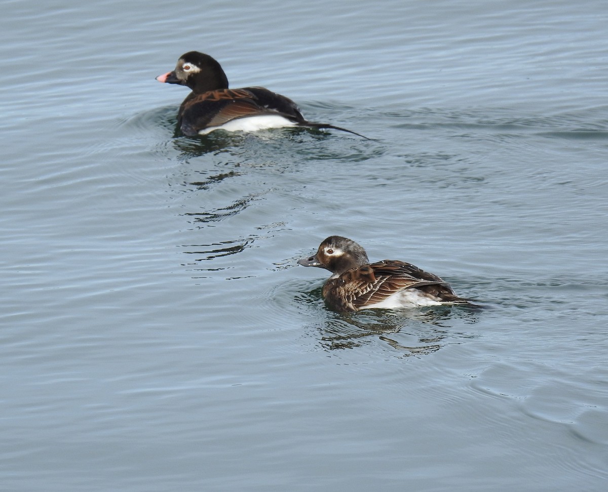 Long-tailed Duck - ML617943114