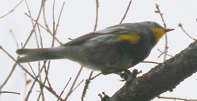 Yellow-rumped Warbler (Audubon's) - ML617943118