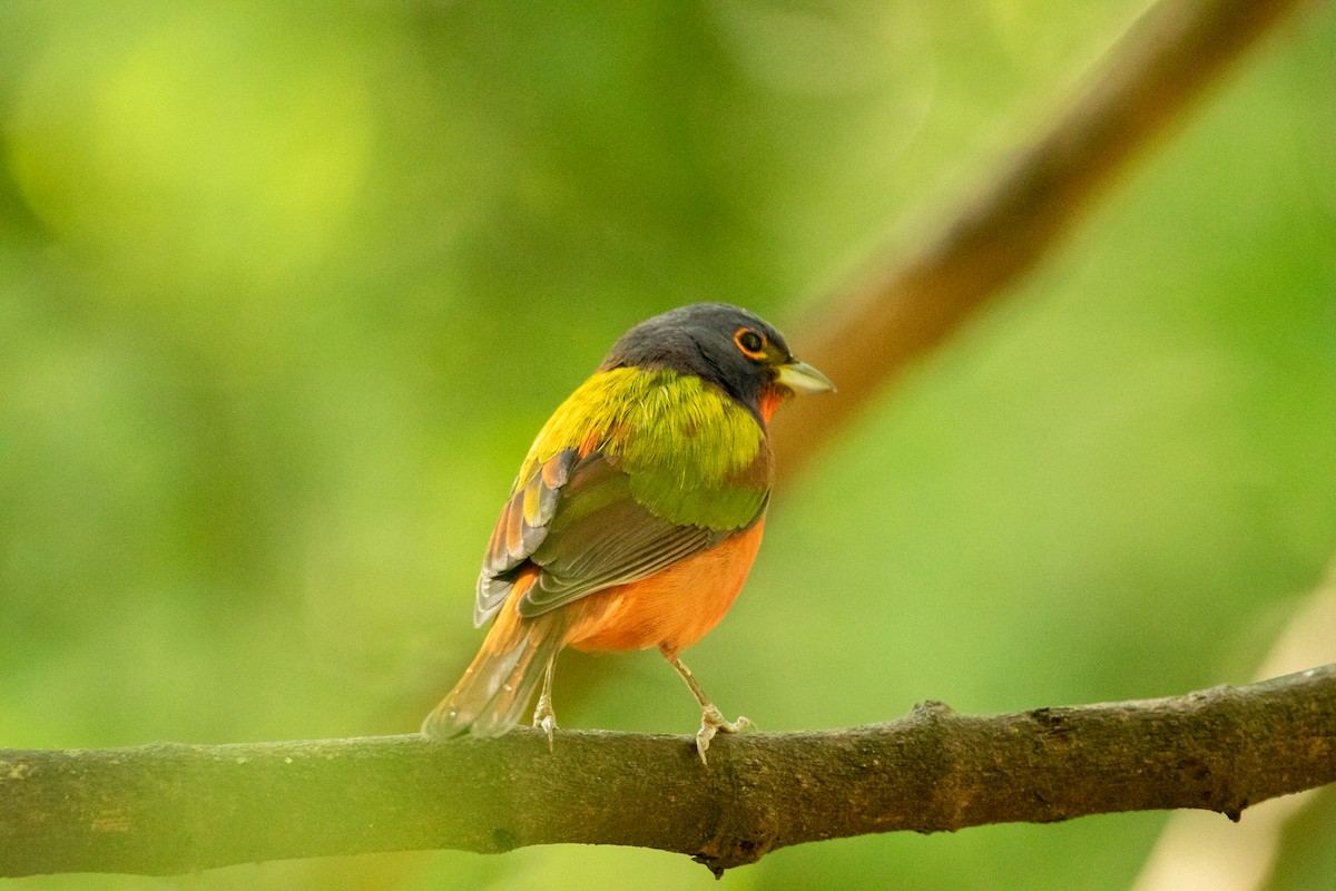 Painted Bunting - ML617943127