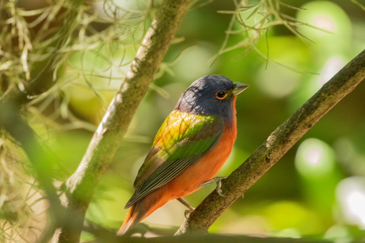 Painted Bunting - ML617943128
