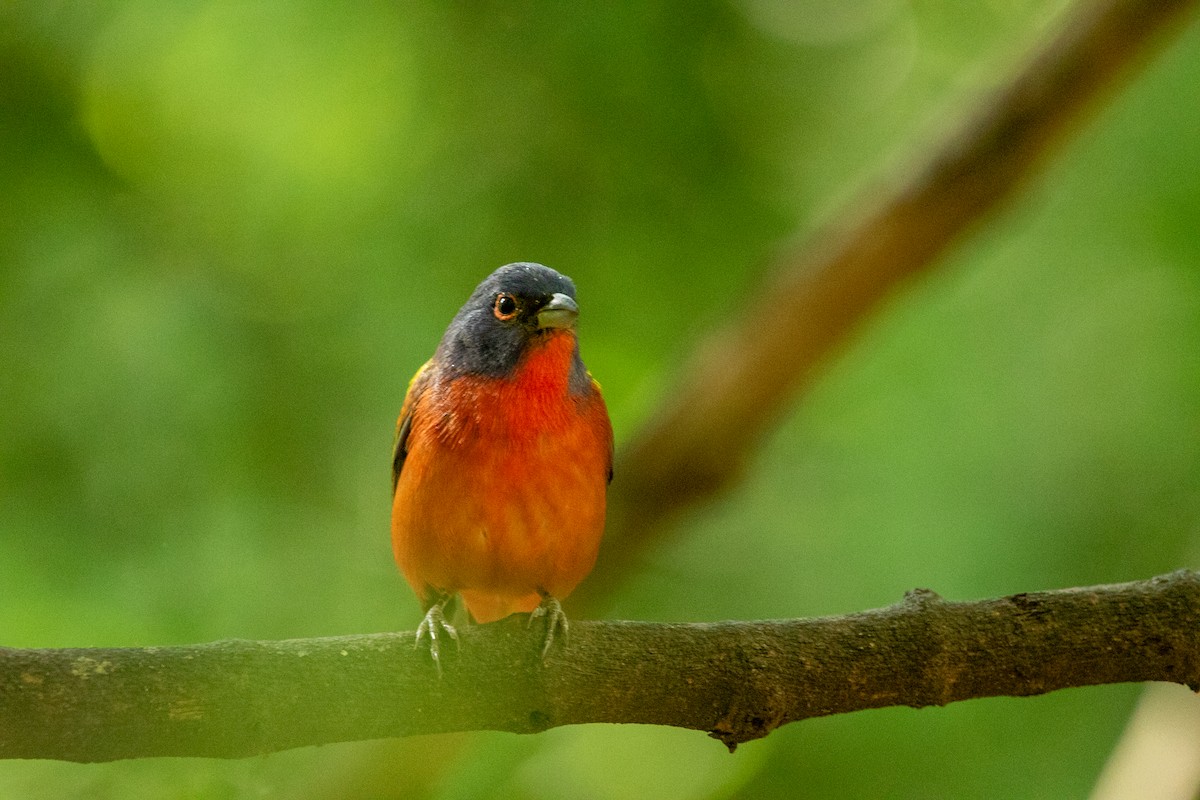 Painted Bunting - ML617943130