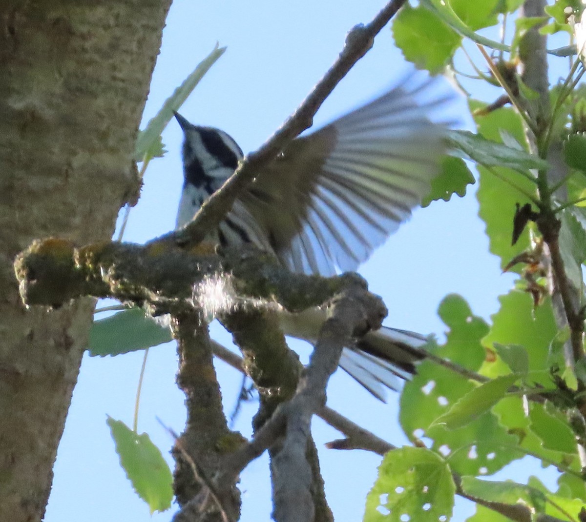 Black-throated Gray Warbler - ML617943144
