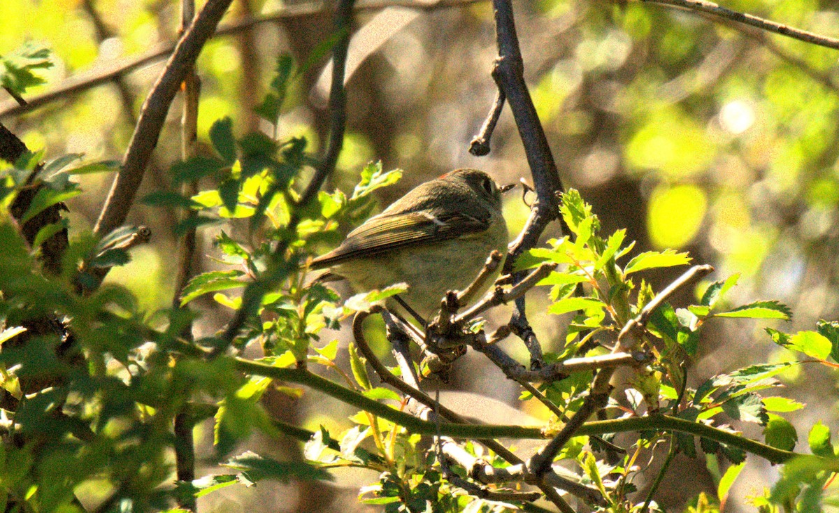 Ruby-crowned Kinglet - Marcia Dunham