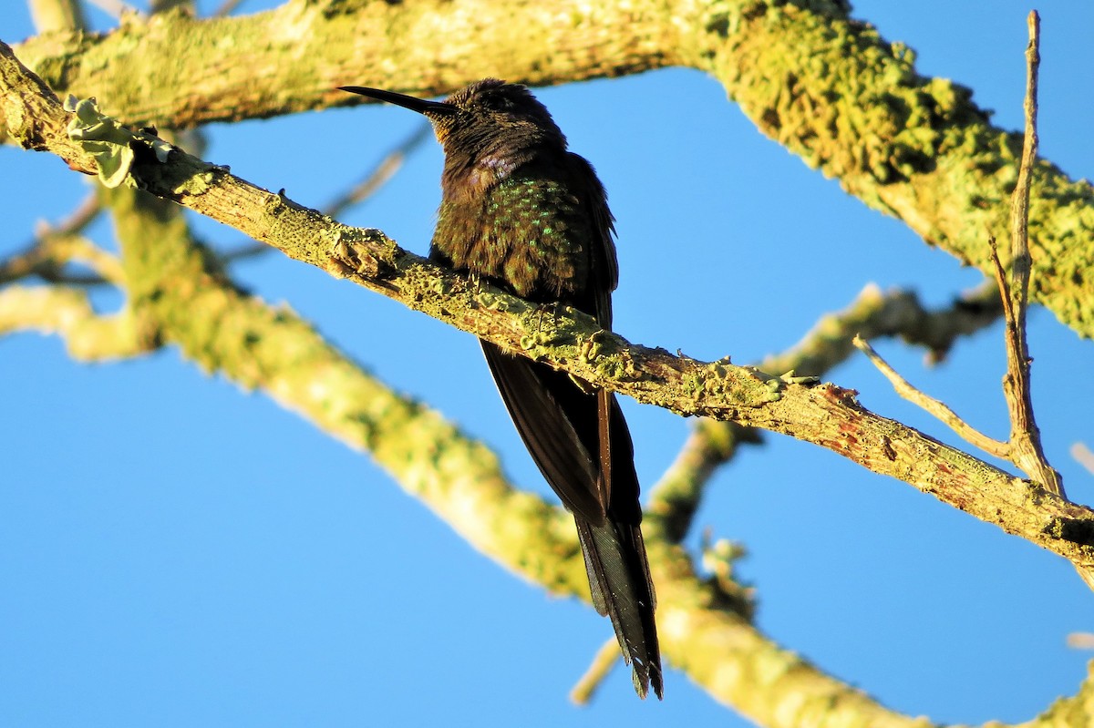 Swallow-tailed Hummingbird - ML617943159