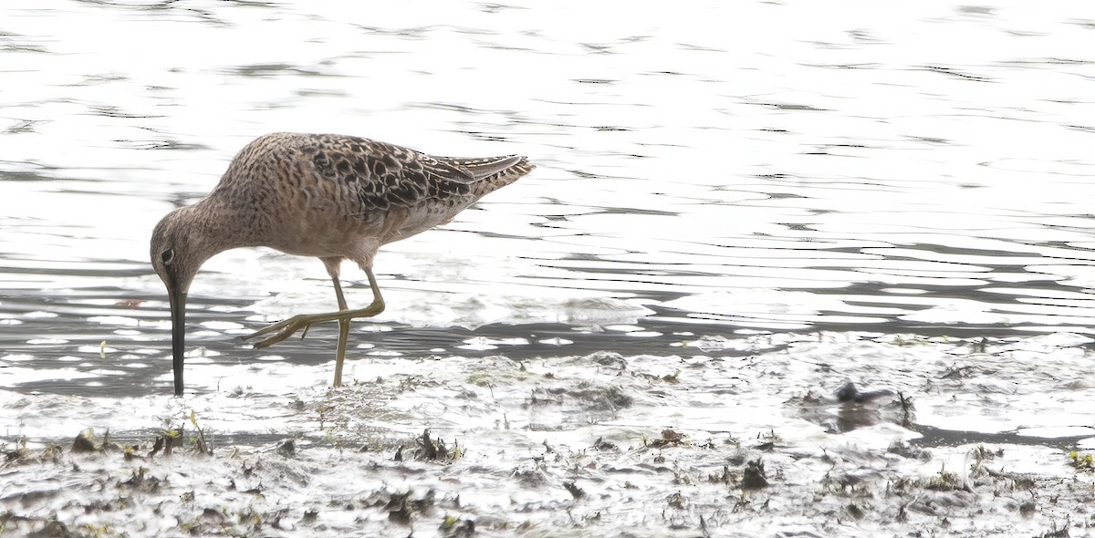 Long-billed Dowitcher - Brent Angelo