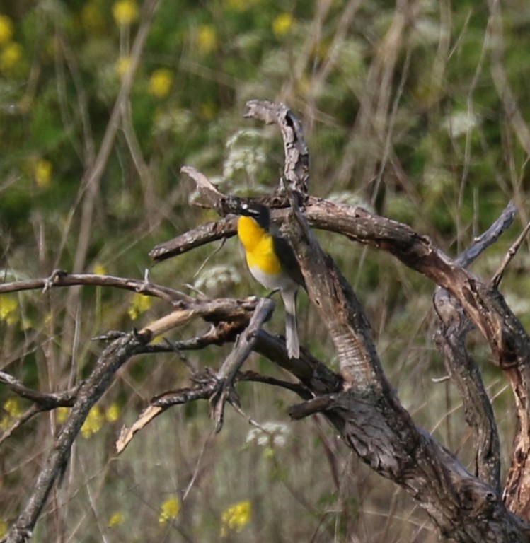 Yellow-breasted Chat - ML617943170