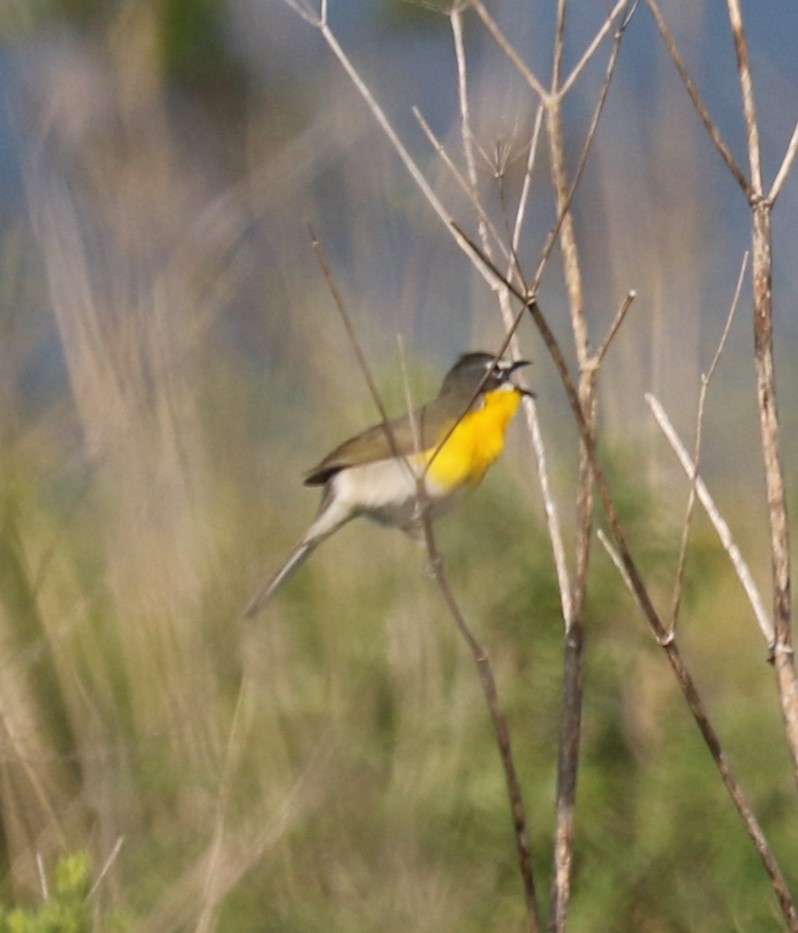 Yellow-breasted Chat - ML617943171