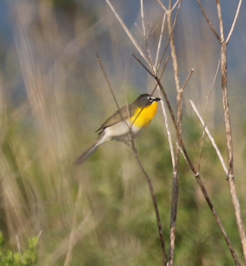 Yellow-breasted Chat - ML617943172
