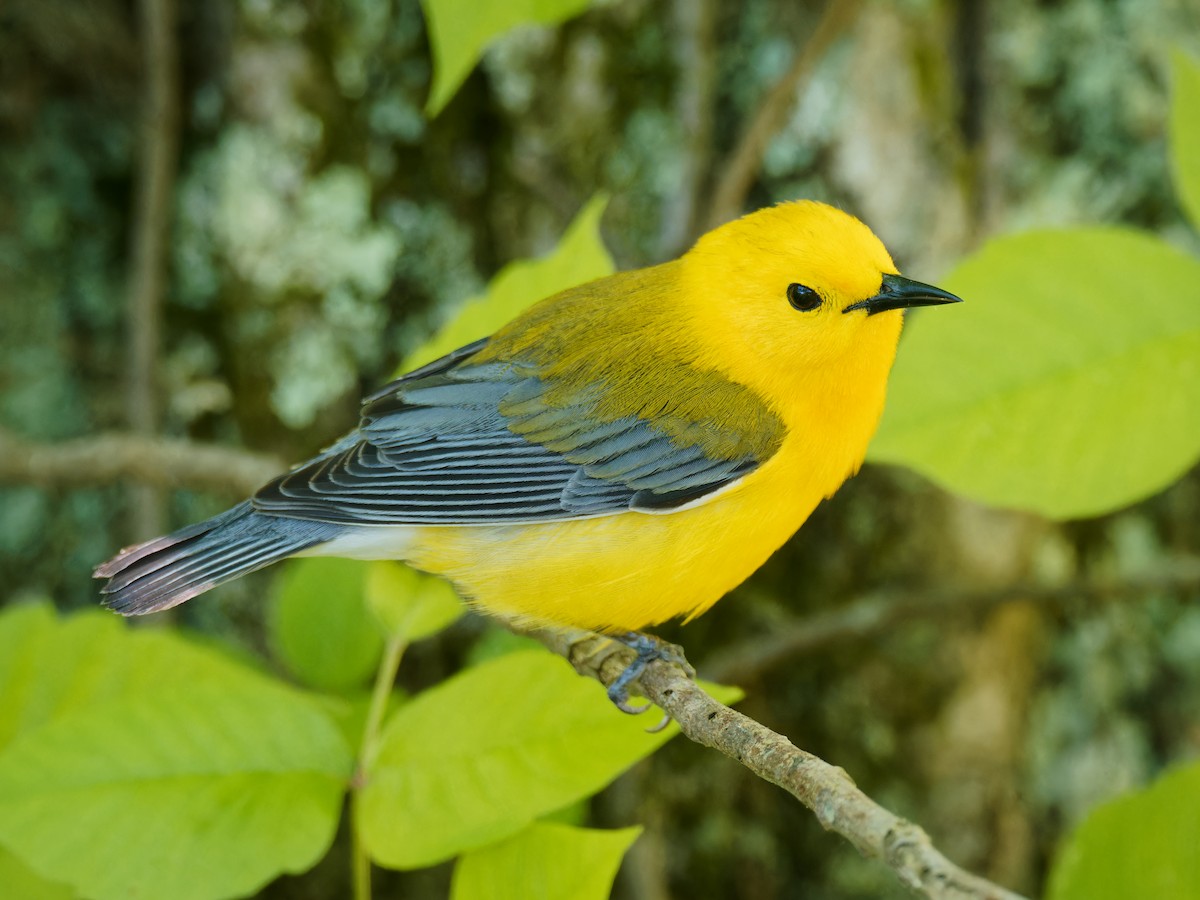Prothonotary Warbler - ML617943225