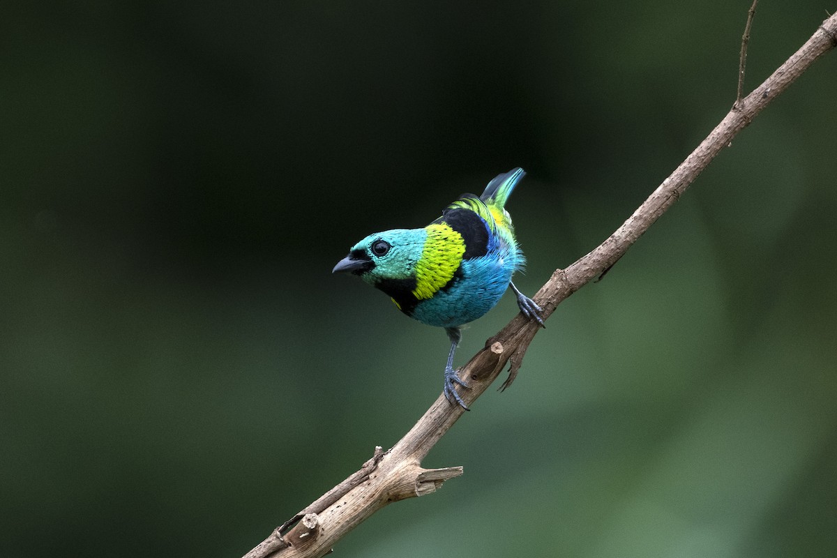 Green-headed Tanager - ML617943254