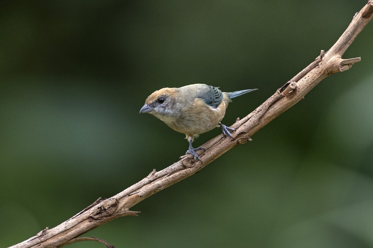 Burnished-buff Tanager - ML617943266