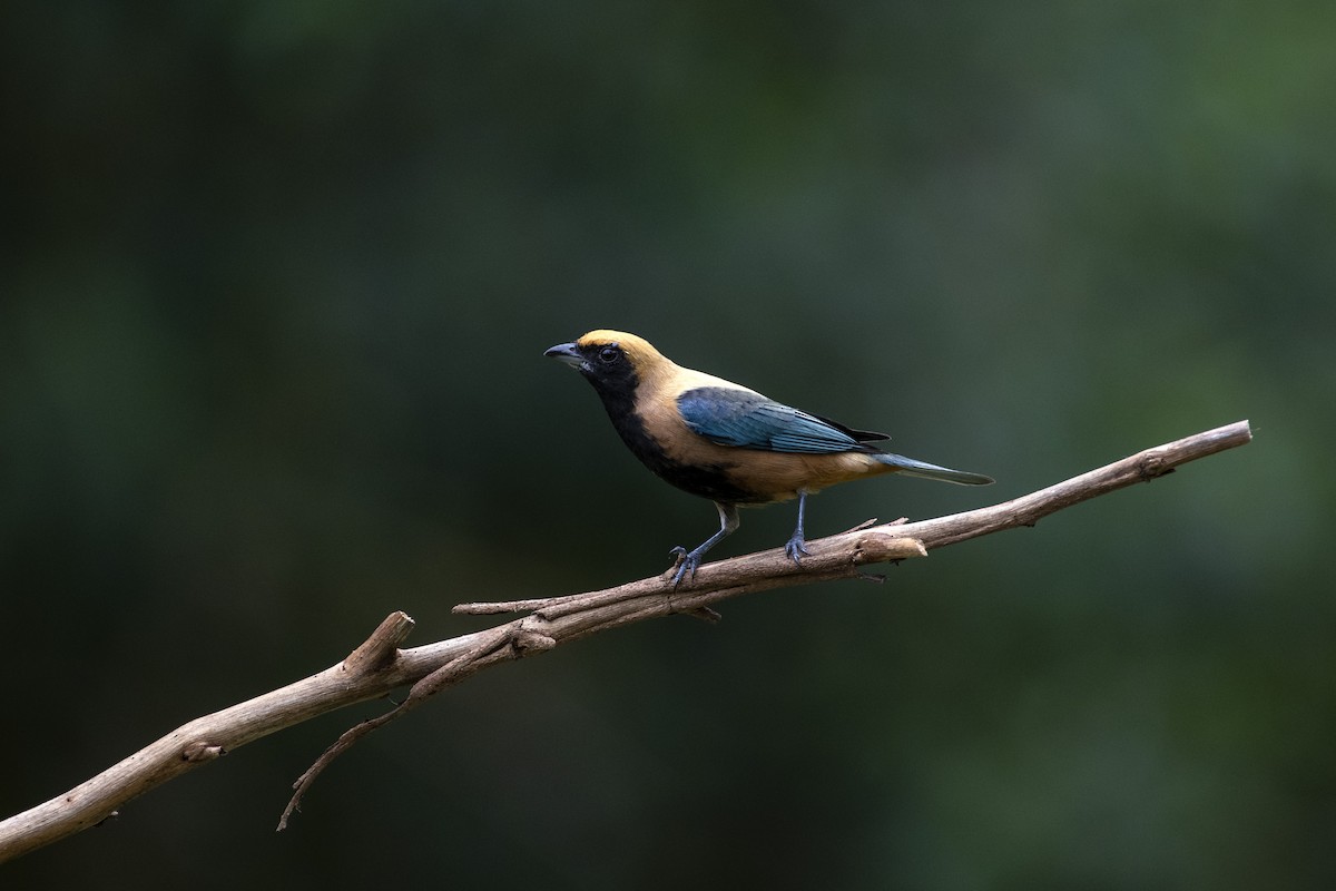 Burnished-buff Tanager - ML617943267