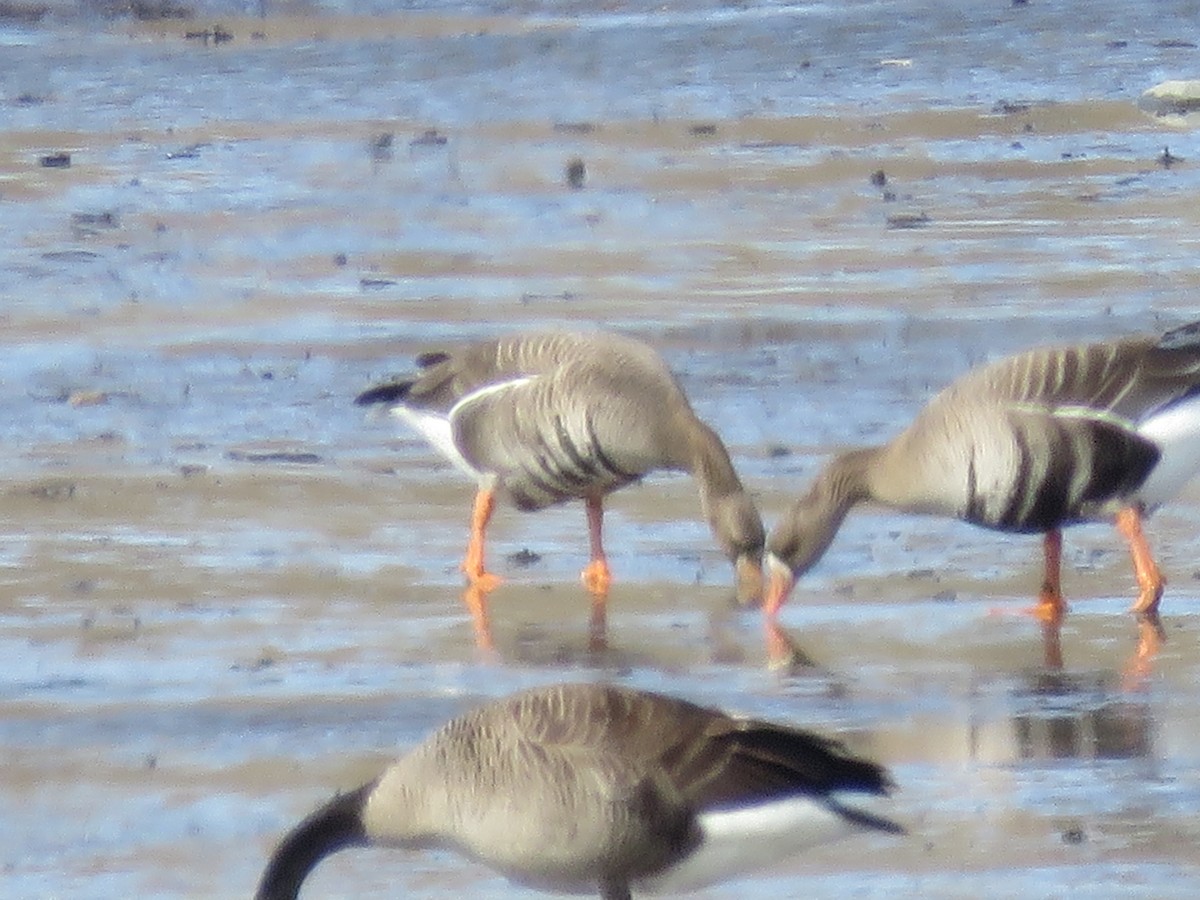 Greater White-fronted Goose - Gaetan Paquet