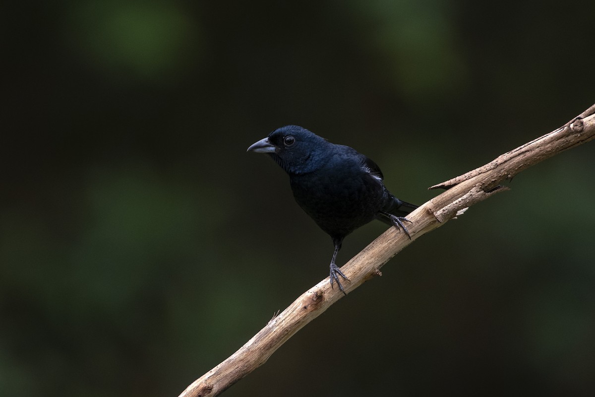 Ruby-crowned Tanager - Marco Silva