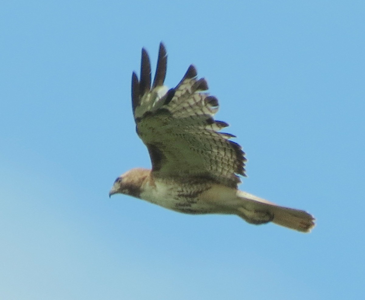 Red-tailed Hawk - ML61794331