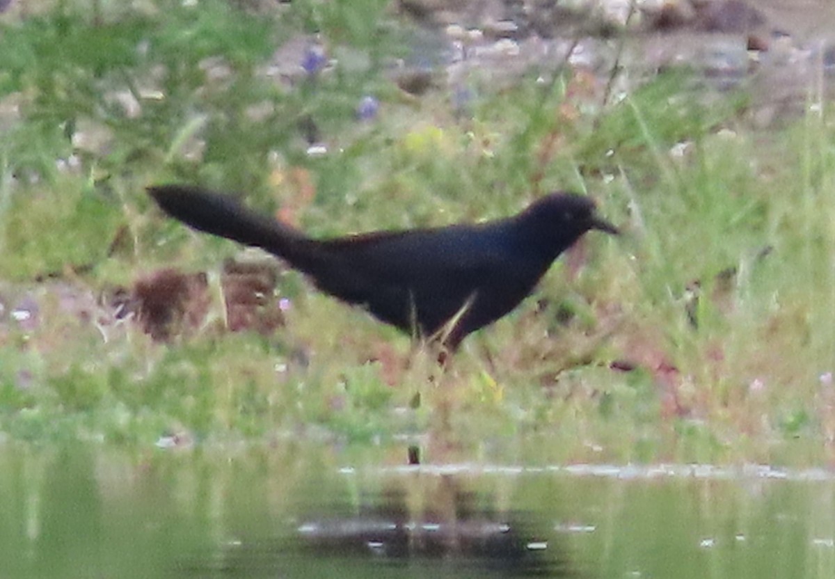 Great-tailed Grackle - ML617943312