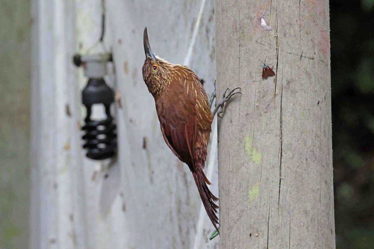 Spotted Woodcreeper - ML617943313