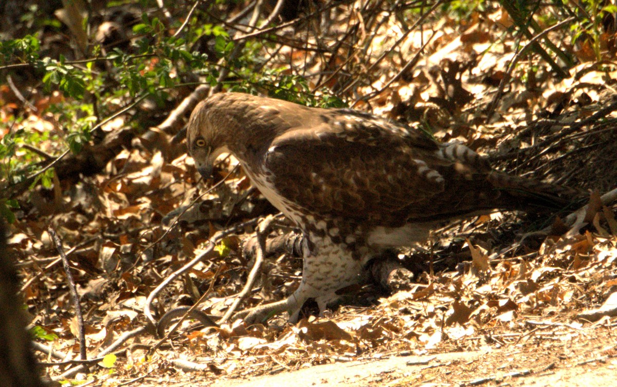 Red-tailed Hawk - ML617943370