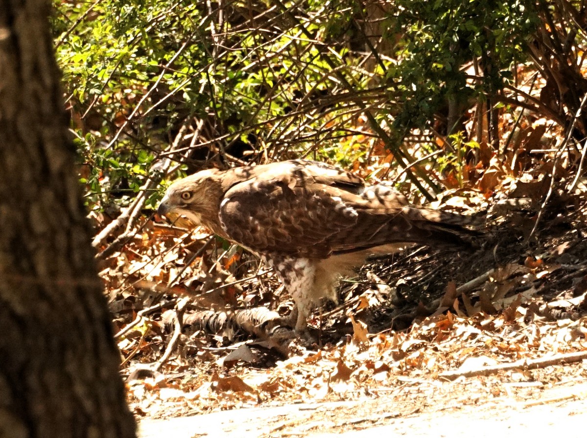 Red-tailed Hawk - ML617943371