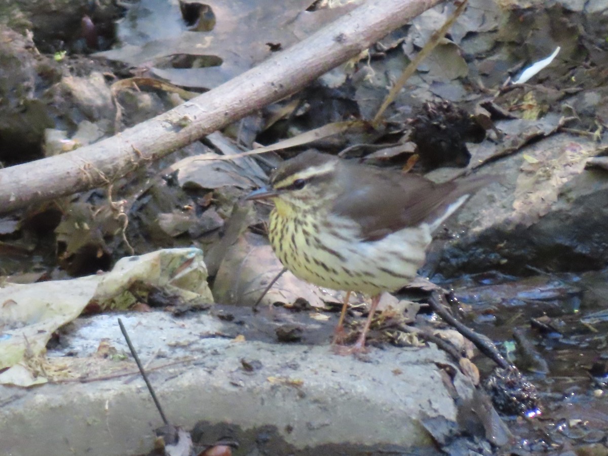 Northern Waterthrush - Kevin Topping