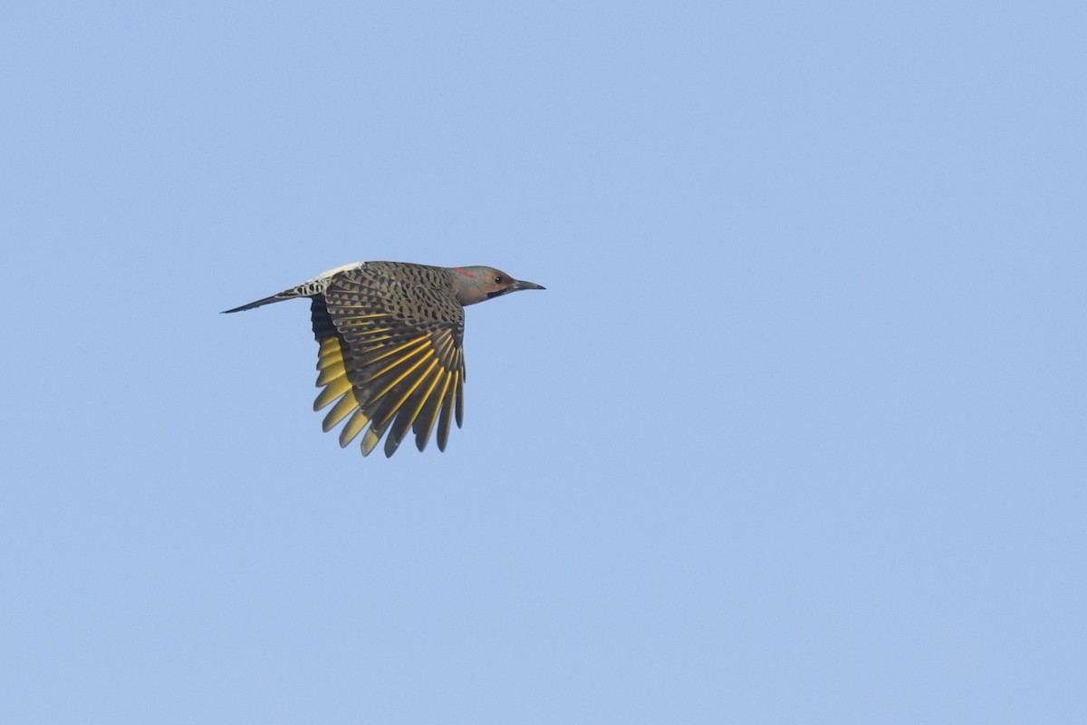 Northern Flicker (Yellow-shafted) - ML617943453