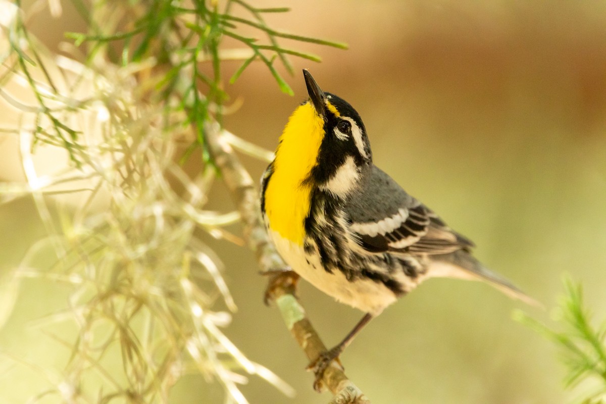 Yellow-throated Warbler - Dan Watson