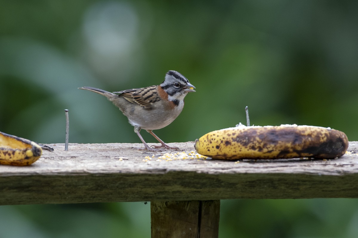 Rufous-collared Sparrow - ML617943470