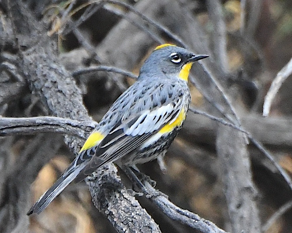 Yellow-rumped Warbler (Audubon's) - ML617943490