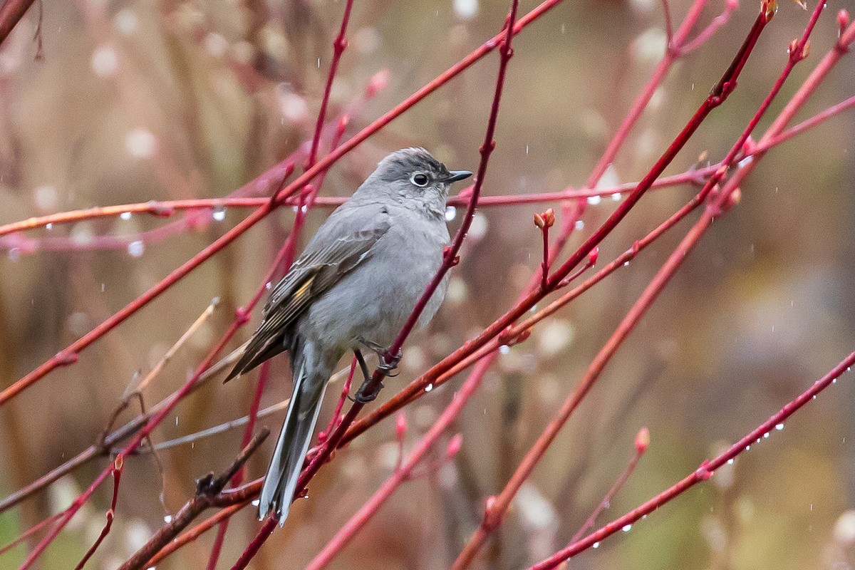 Townsend's Solitaire - ML617943495