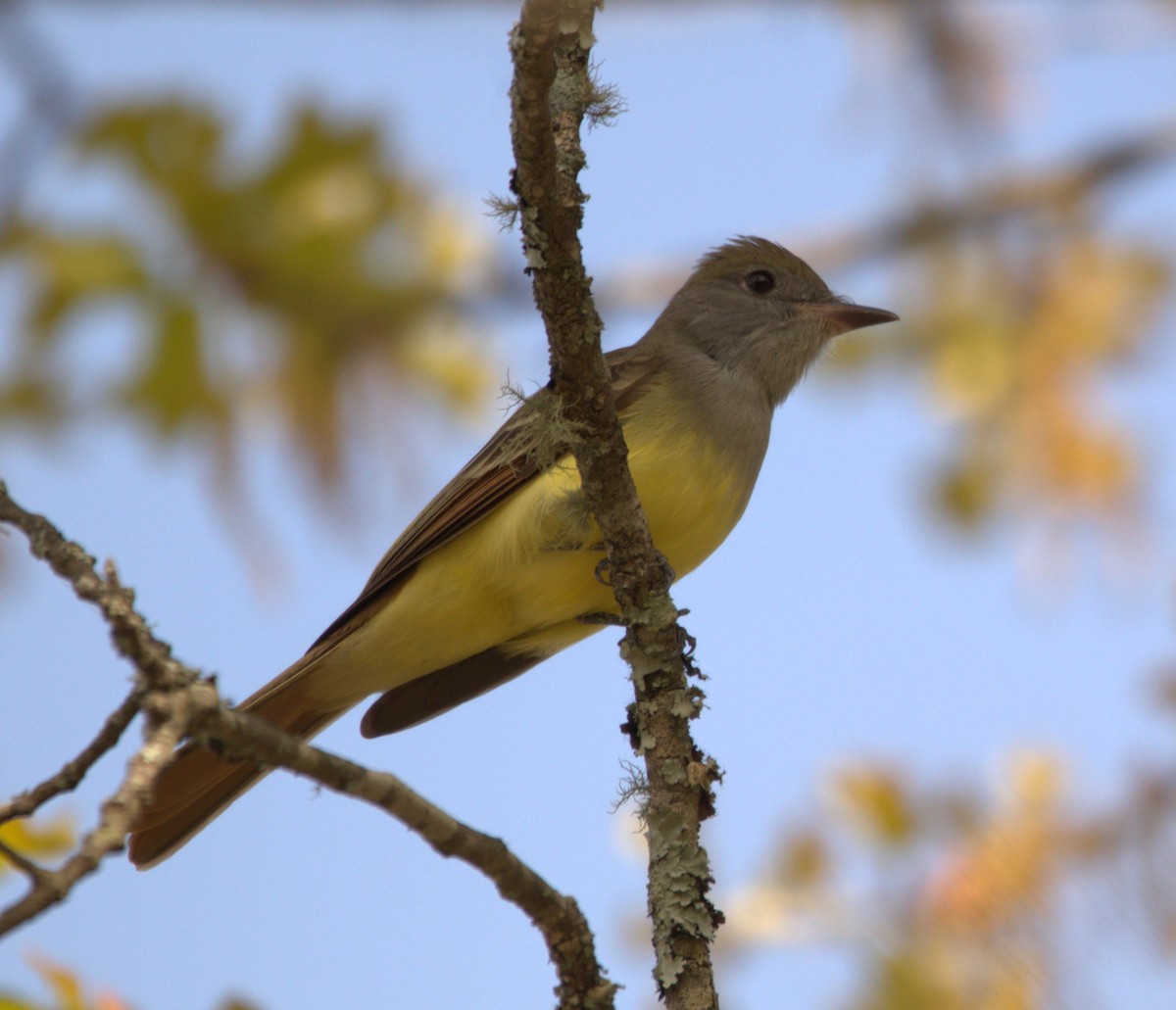 Great Crested Flycatcher - ML617943499
