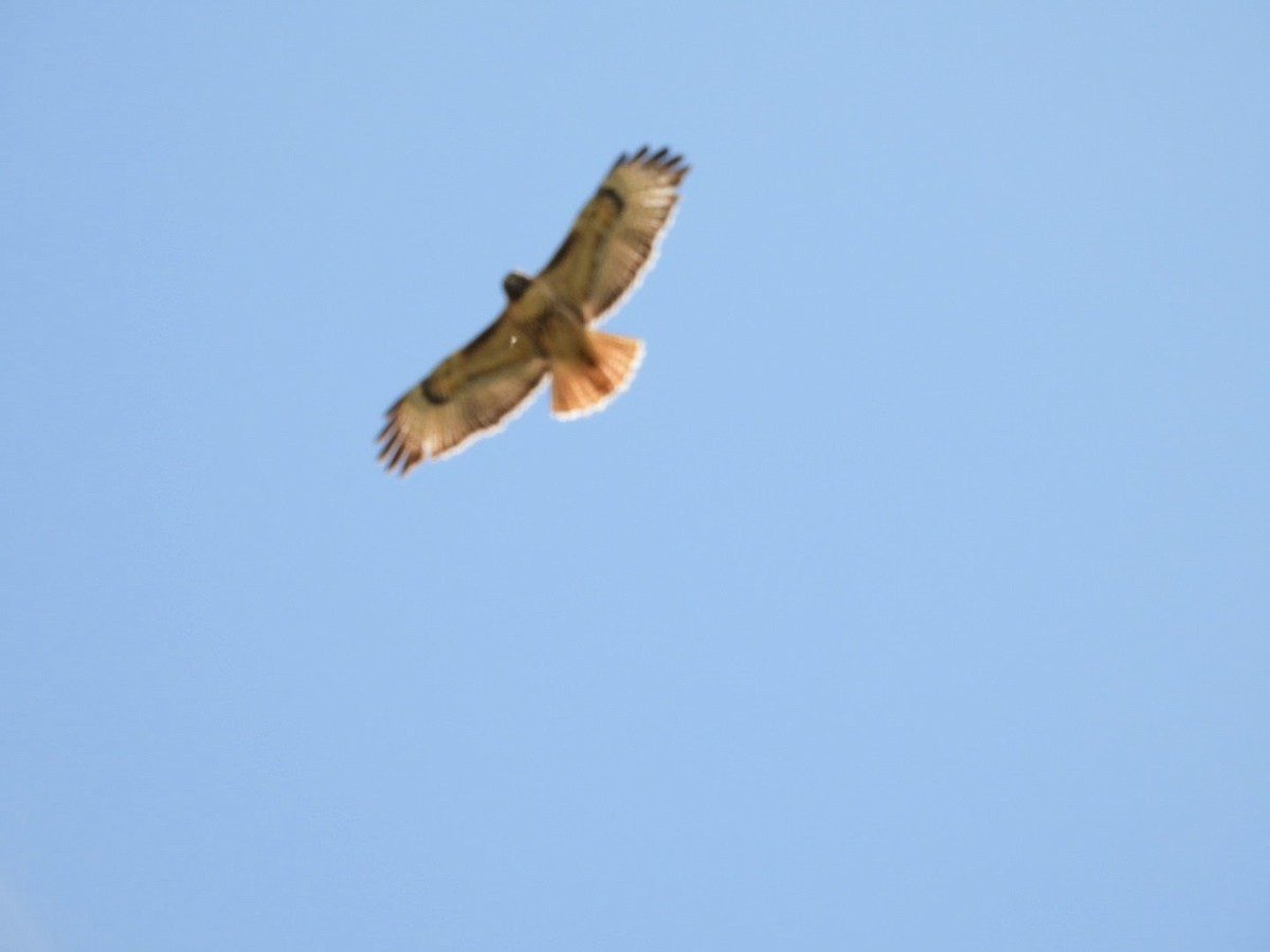 Red-tailed Hawk - ML617943507