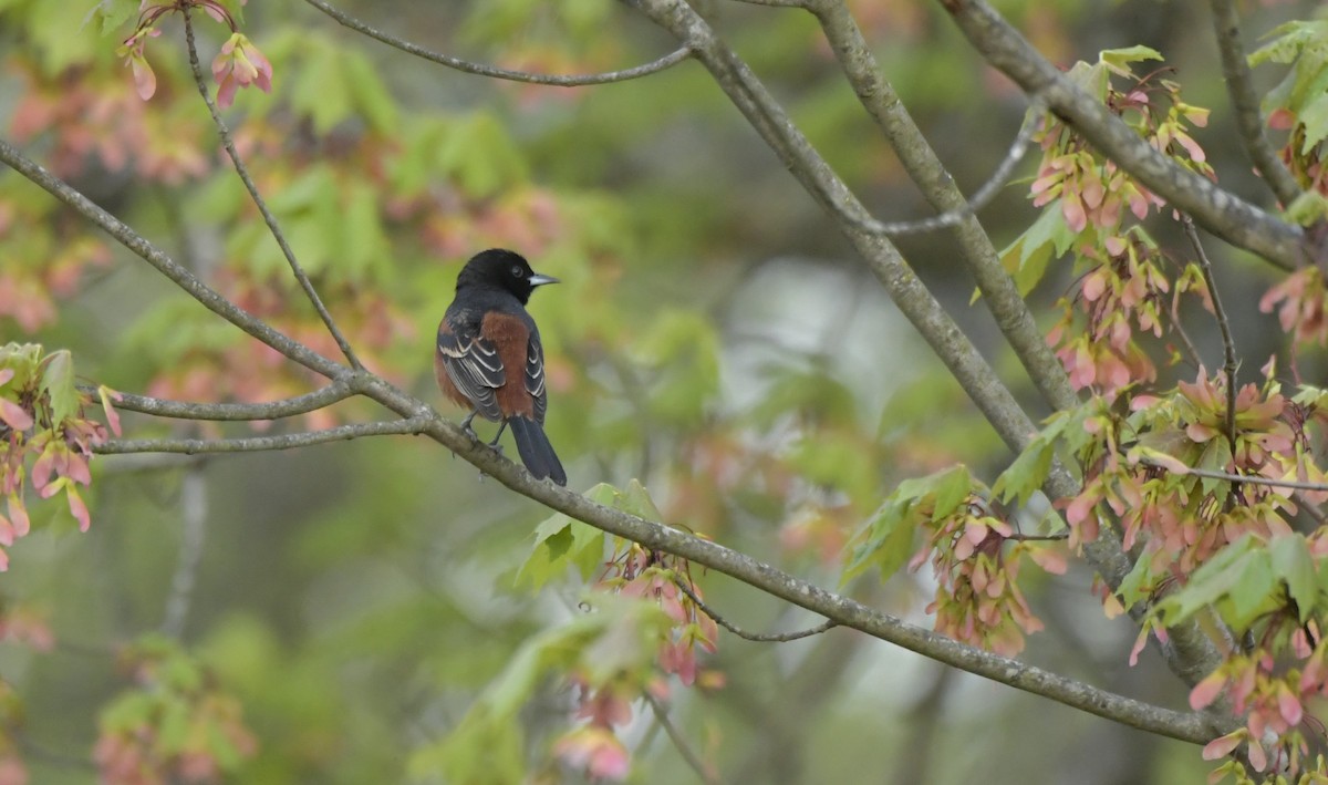 Orchard Oriole - ML617943589