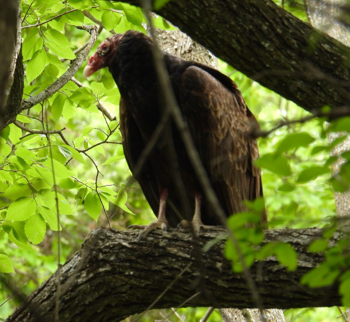 Turkey Vulture - Karen Carbiener
