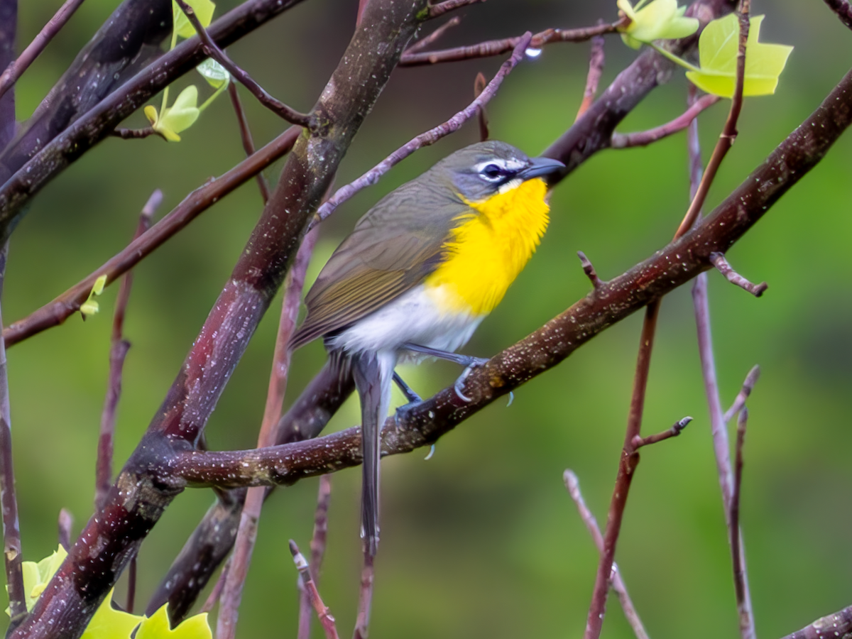 Yellow-breasted Chat - ML617943601