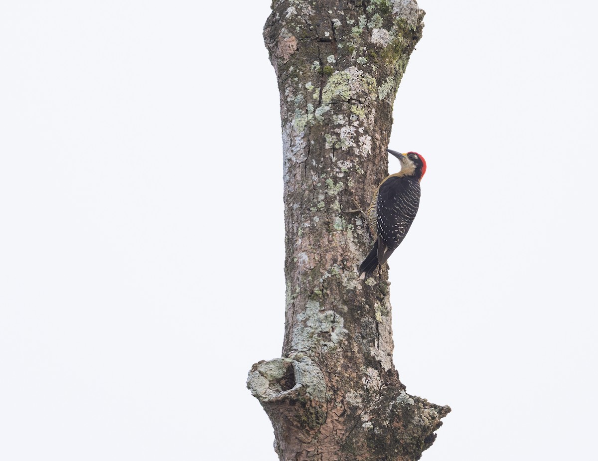 Black-cheeked Woodpecker - ML617943608