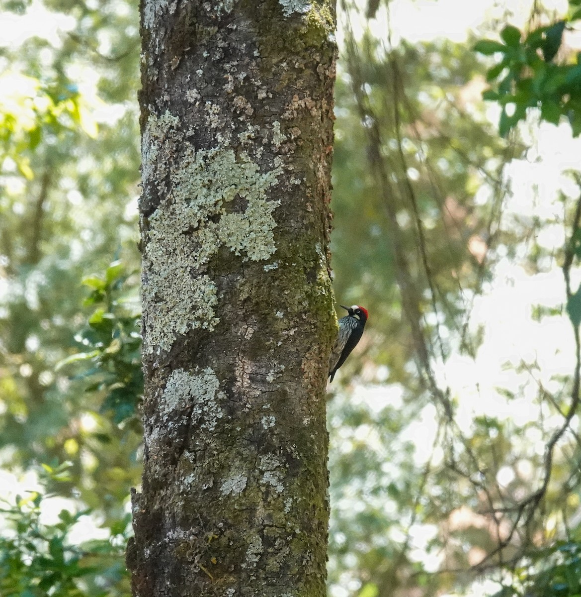 Acorn Woodpecker - Brad R