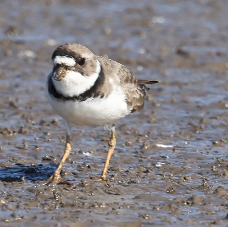 Semipalmated Plover - ML617943612