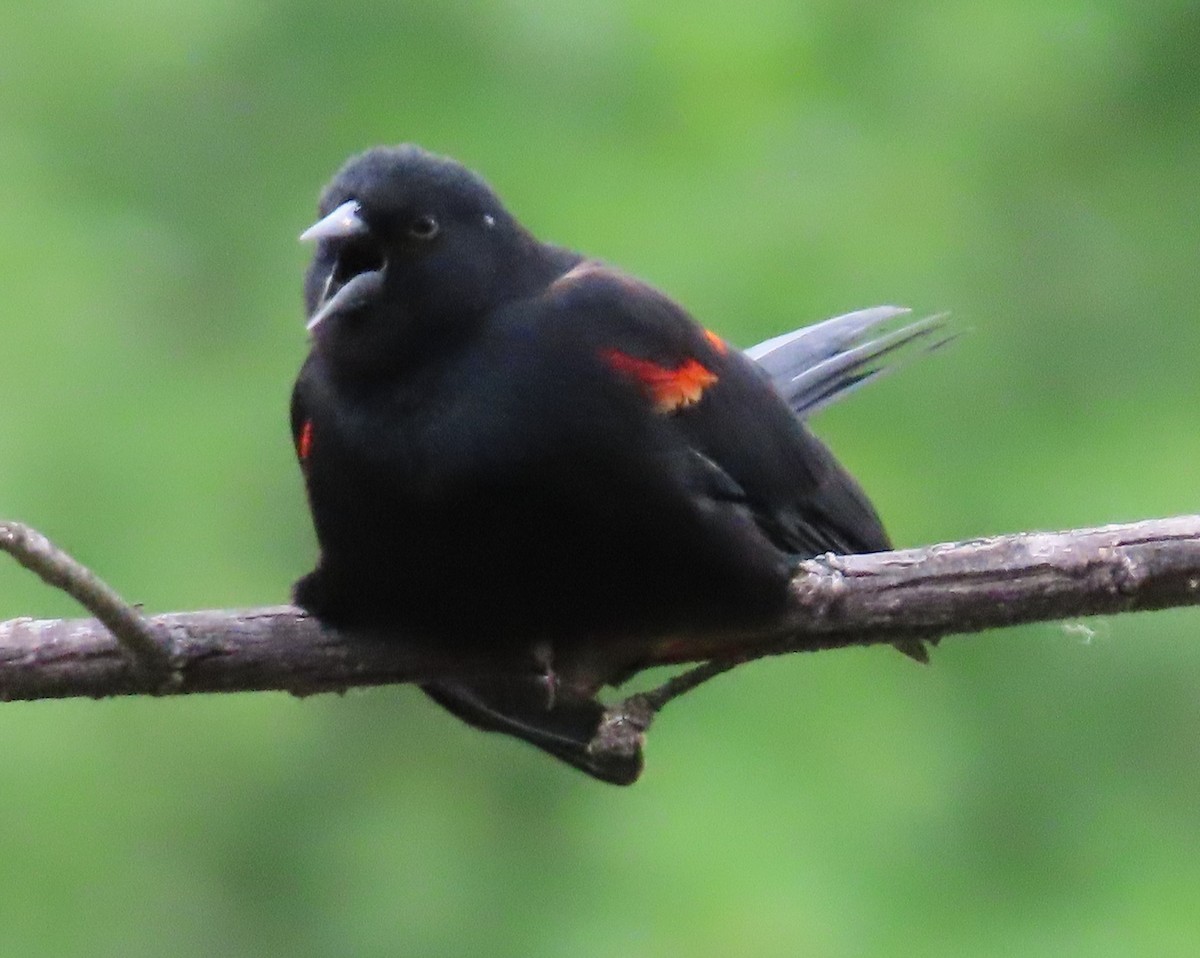 Red-winged Blackbird - ML617943626