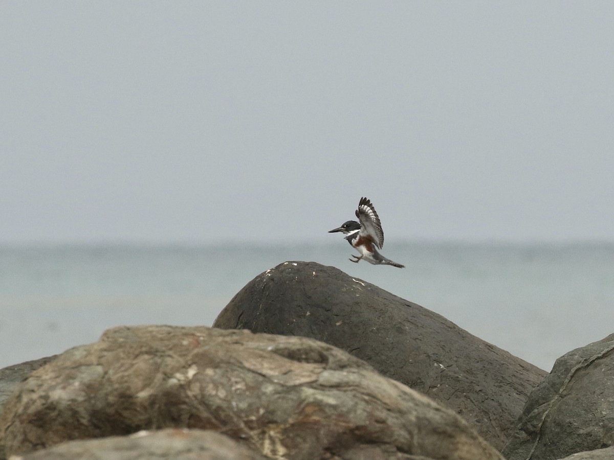 Belted Kingfisher - ML617943629