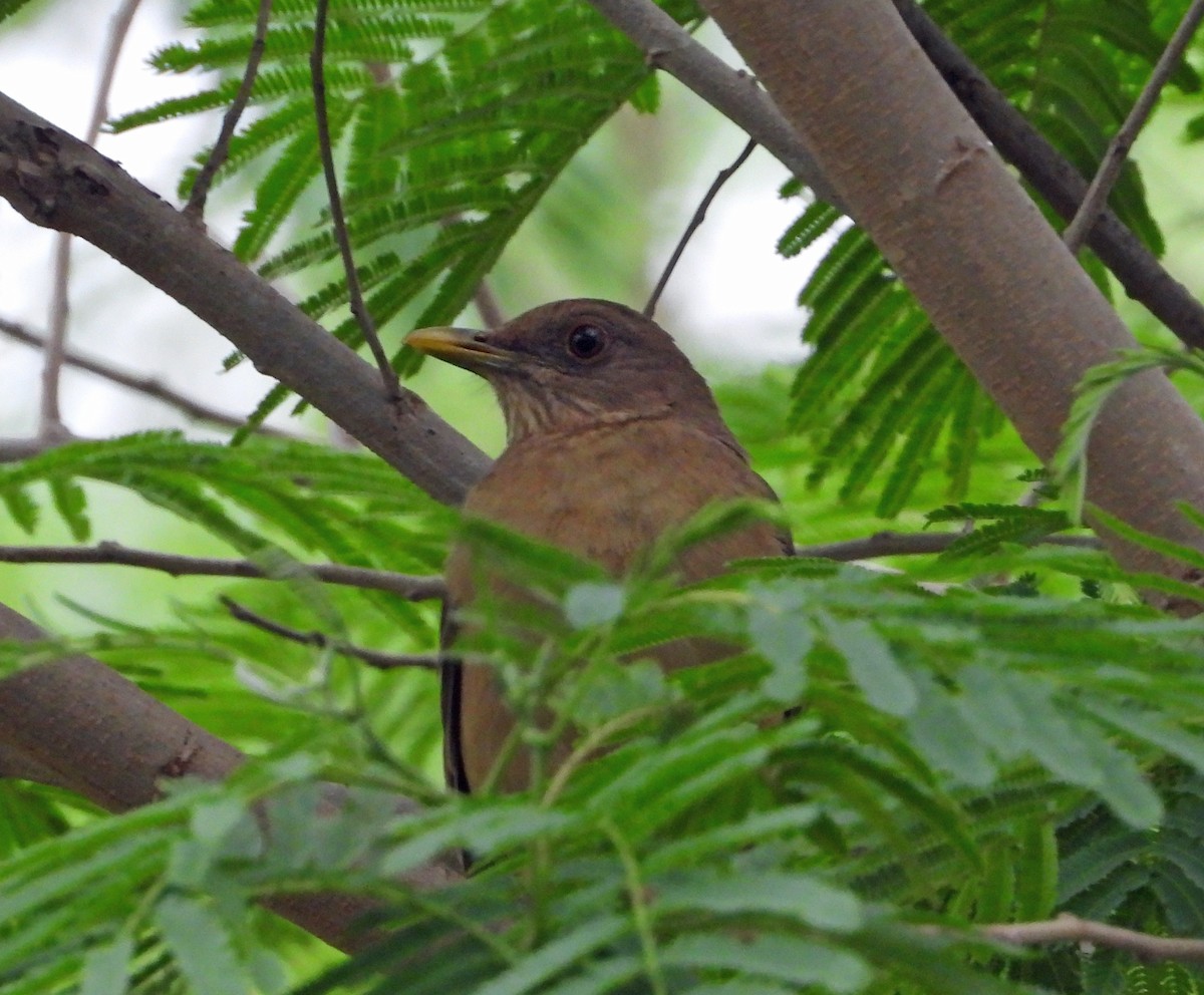 Clay-colored Thrush - Aimee LaBarr