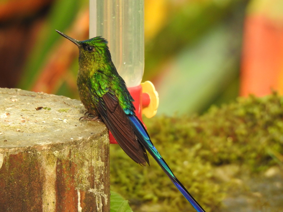 Violet-tailed Sylph - ML617943666