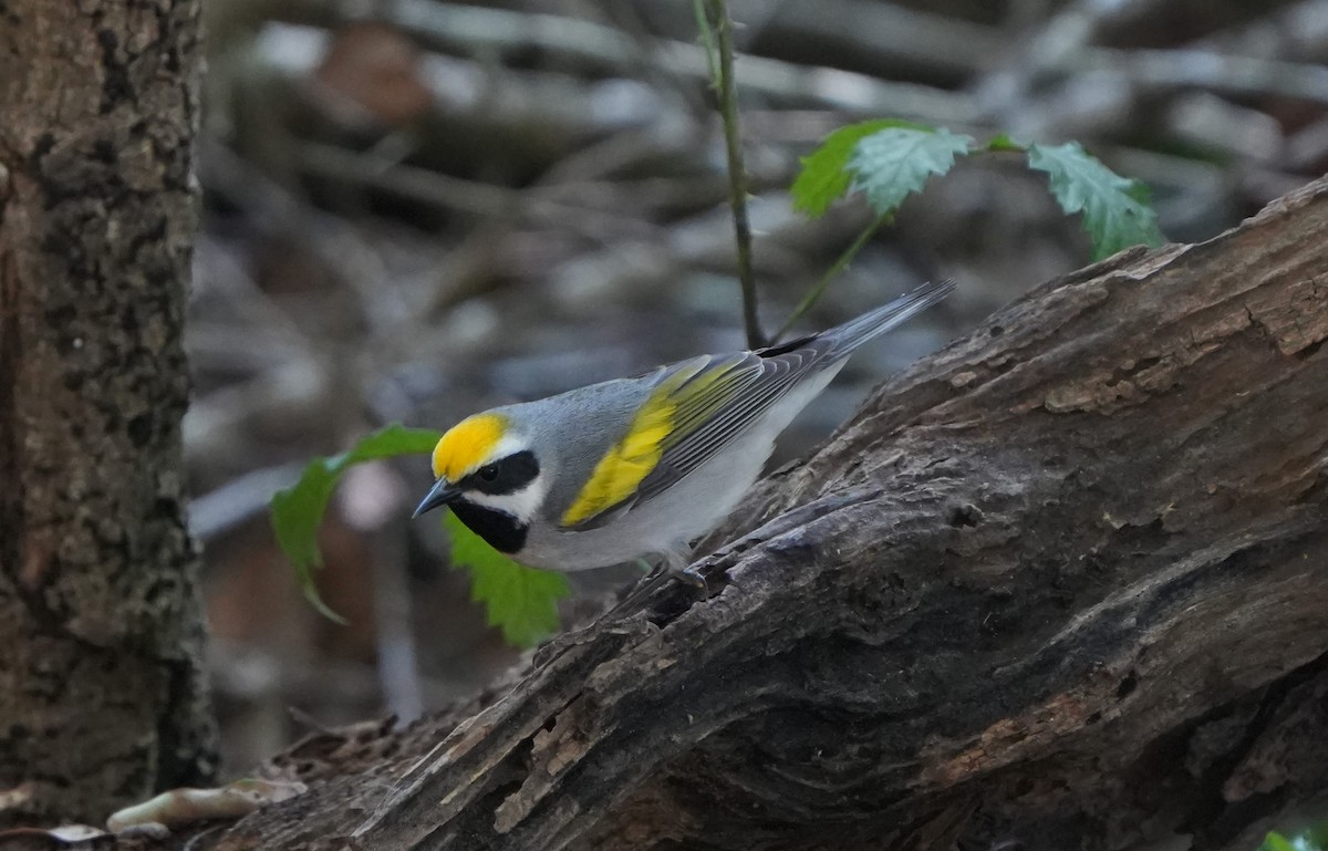 Golden-winged Warbler - Richard H