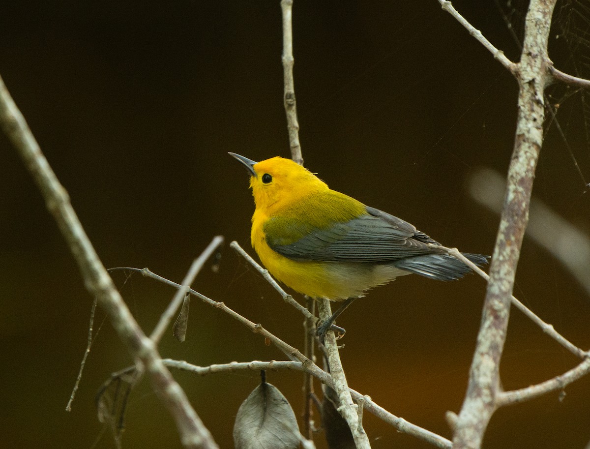 Prothonotary Warbler - ML617943718