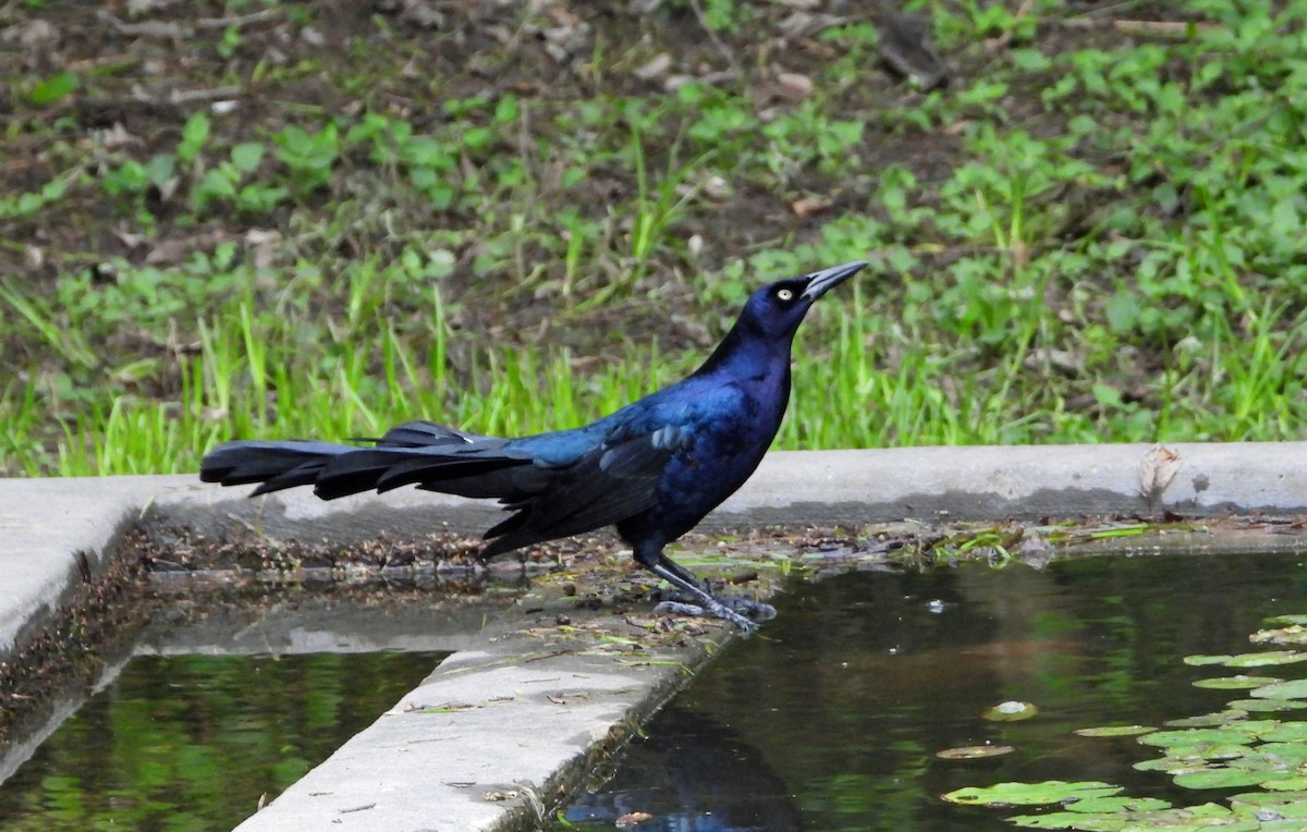Great-tailed Grackle - ML617943756