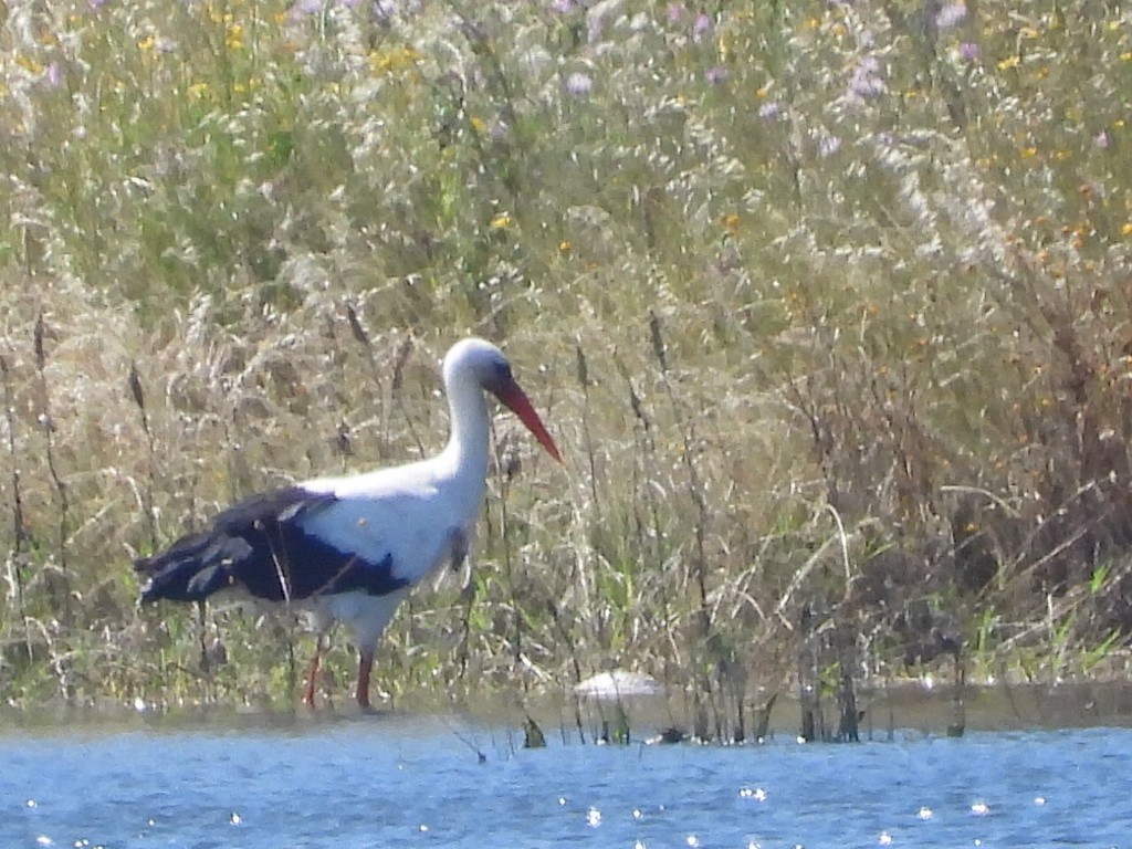 White Stork - ML617943826