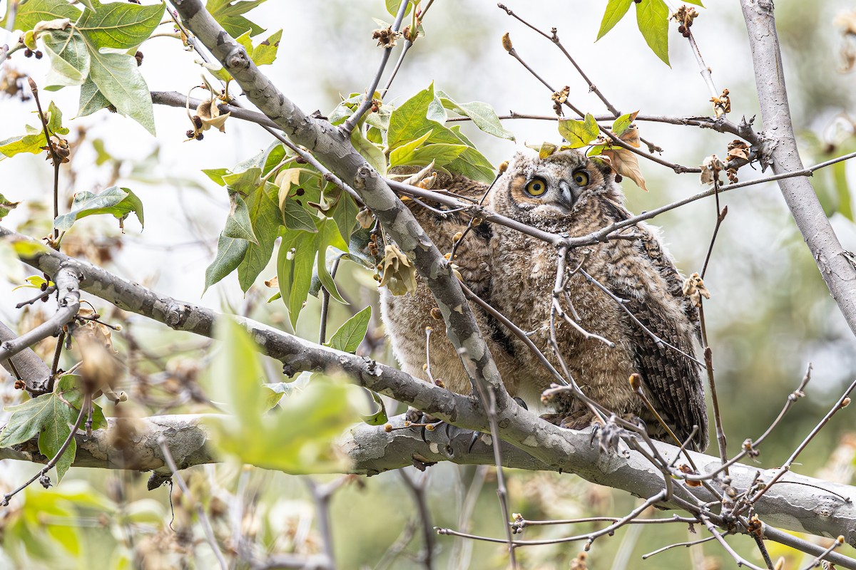 Great Horned Owl - ML617943848