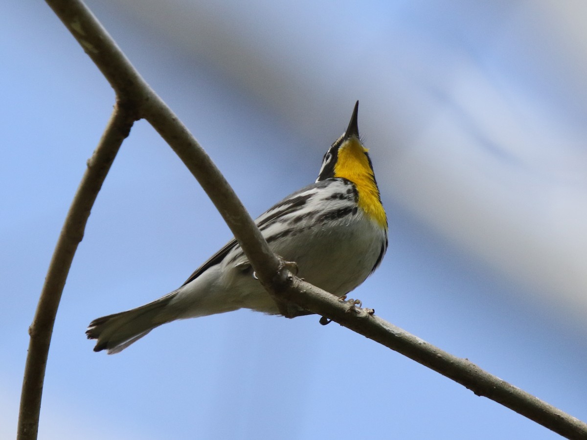 Yellow-throated Warbler - ML617943858